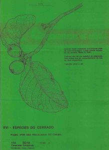 -Folder+de+Wlademir+Dias+Pino+,+para+a+Universidade+Federal+de+Mato+Grosso+,+XVI+Especies+do+Cerrado+,+1b.jpg -Folder+de+Wlademir+Dias+Pino+,+para+a+Universidade+Federal+de+Mato+Grosso+,+XVI+Especies+do+Cerrado+,+1b.jpg